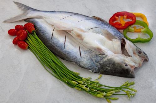 開背巴沙魚